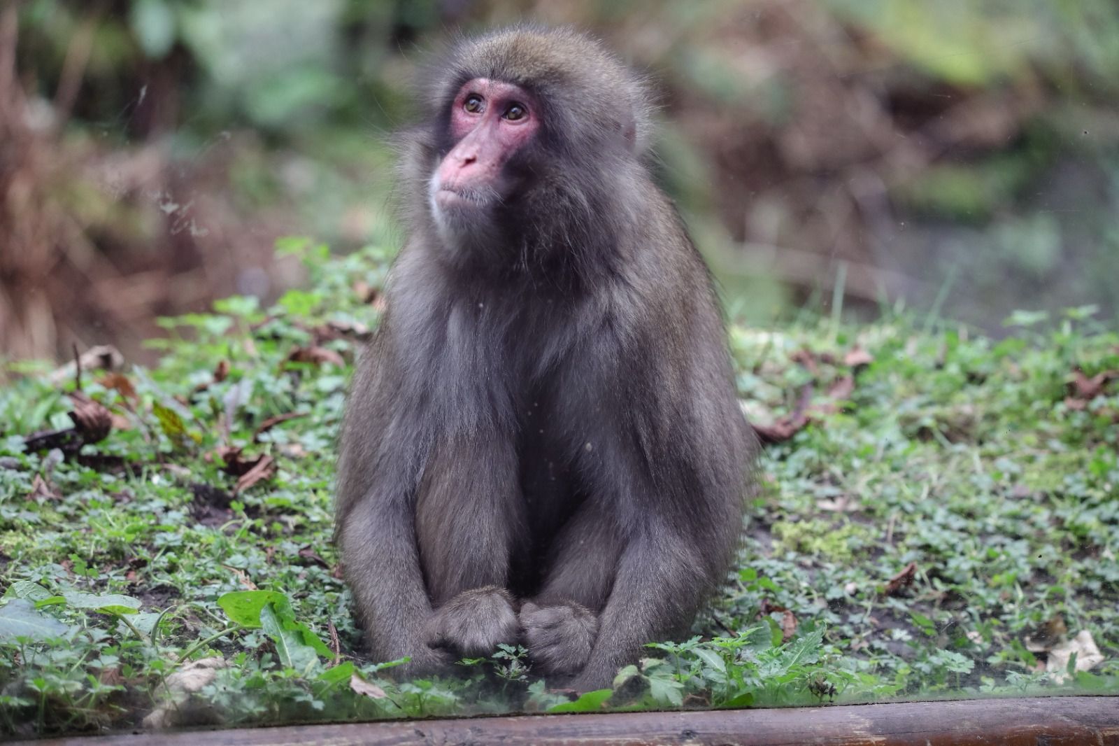 Honshu Japanese Macaque looking to left 

IMAGE: Rhiordan Langan-Fortune (2024)