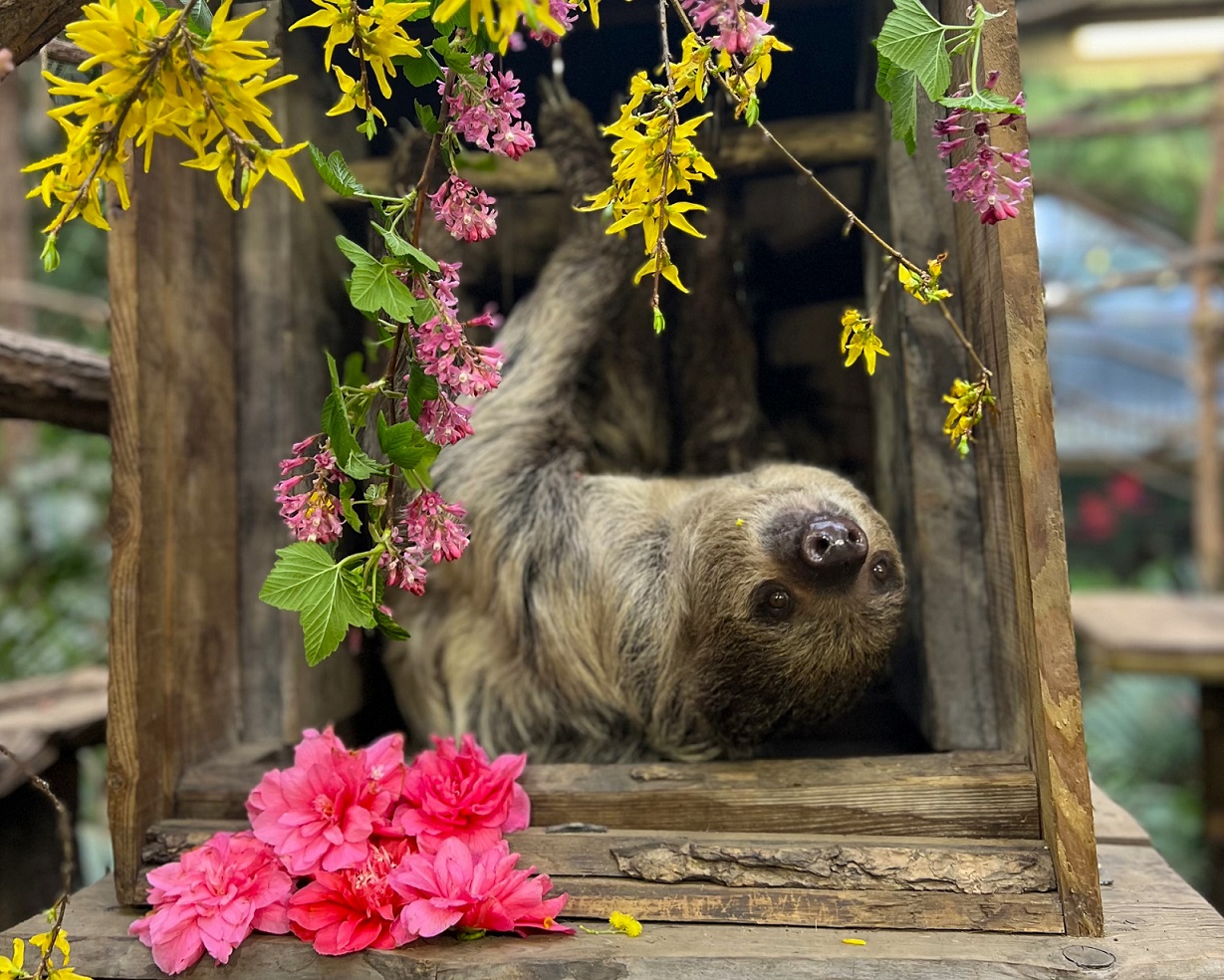 Female sloth Feira looking at camera. She is sat in a box and surrounded by flowers. IMAGE: Amy Middleton 2024