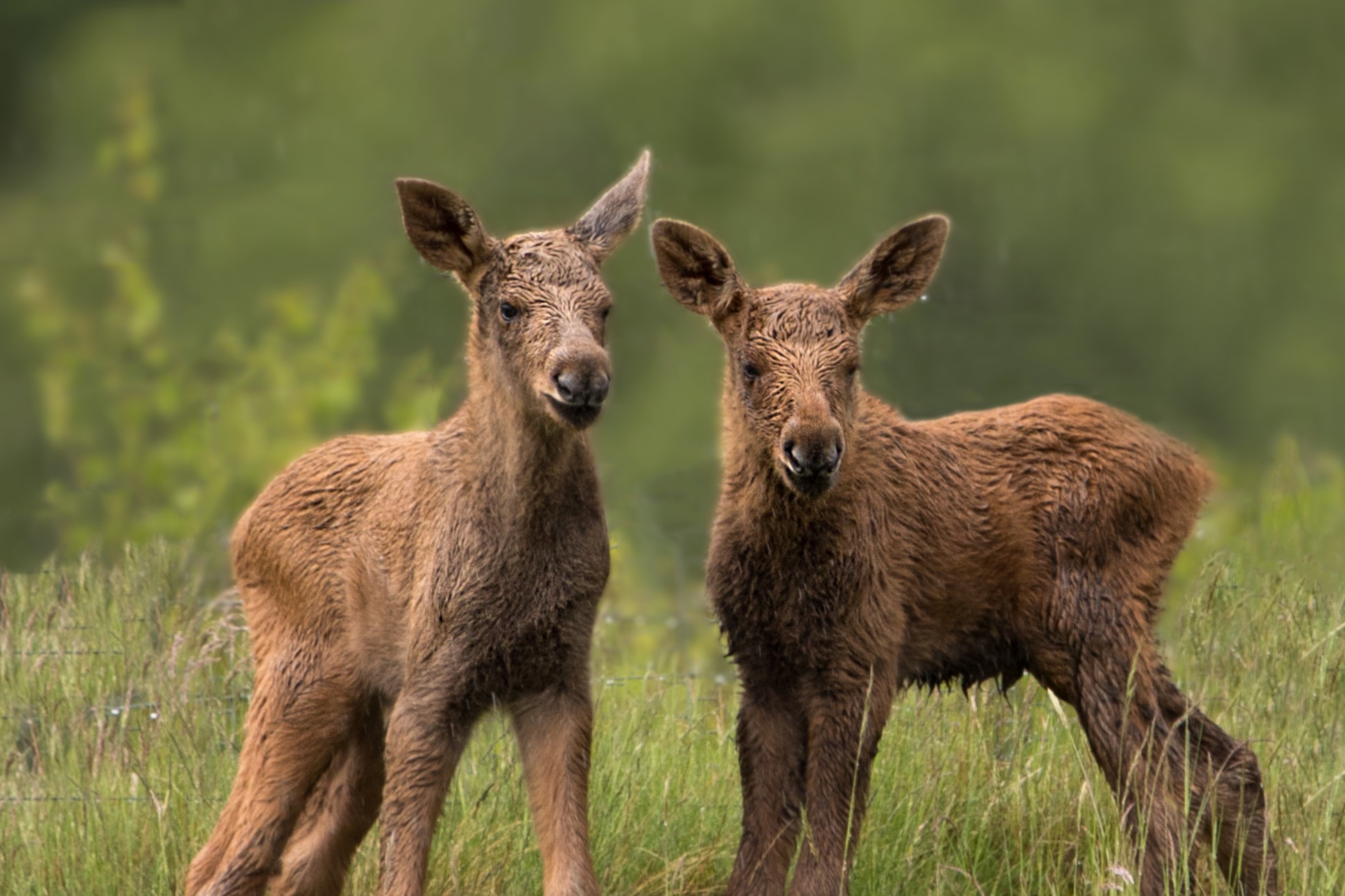 Elk twins born at HWP Image: Amy Middleton 2024