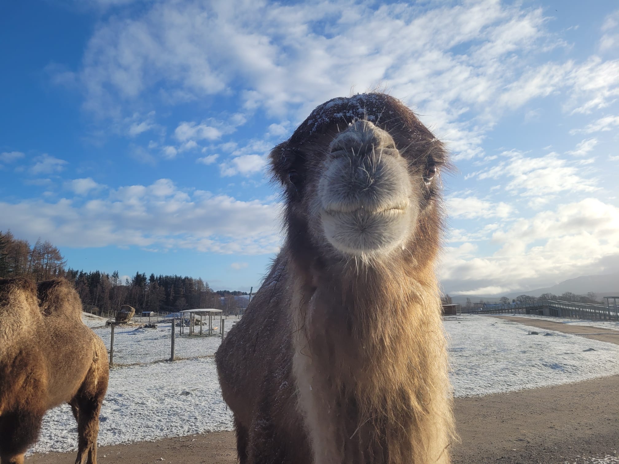 Caramel the camel