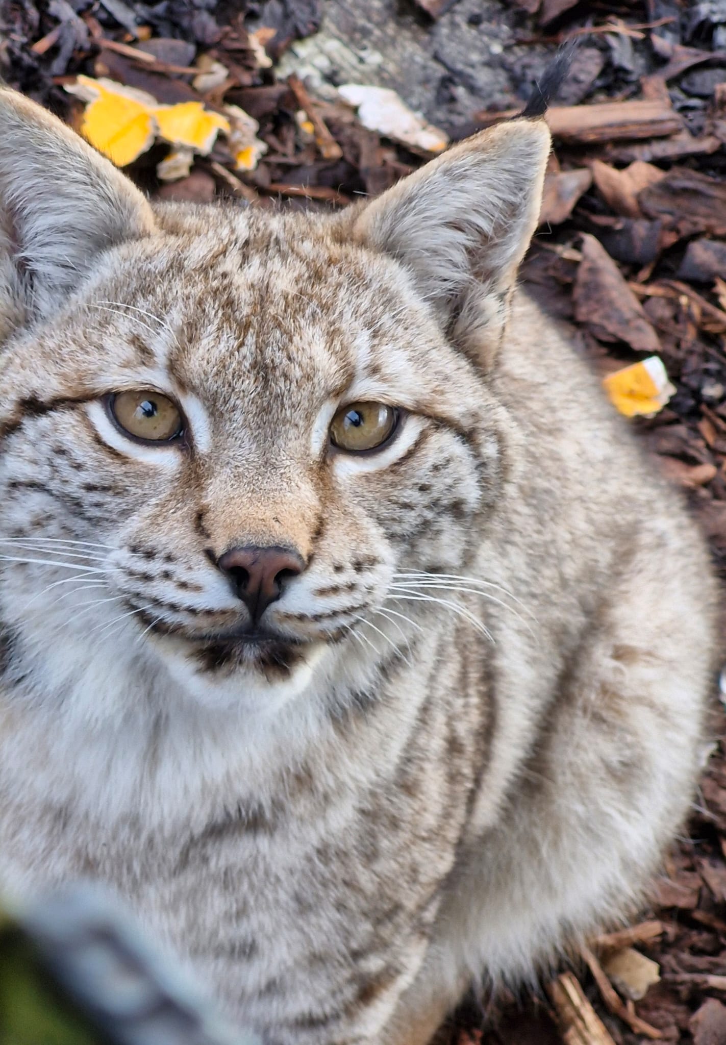 Lynx C

IMAGE: RZSS