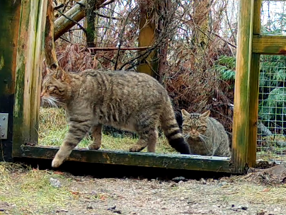 Wildcats in the Saving Wildcats breeding for release centre

IMAGE: RZSS 2025 