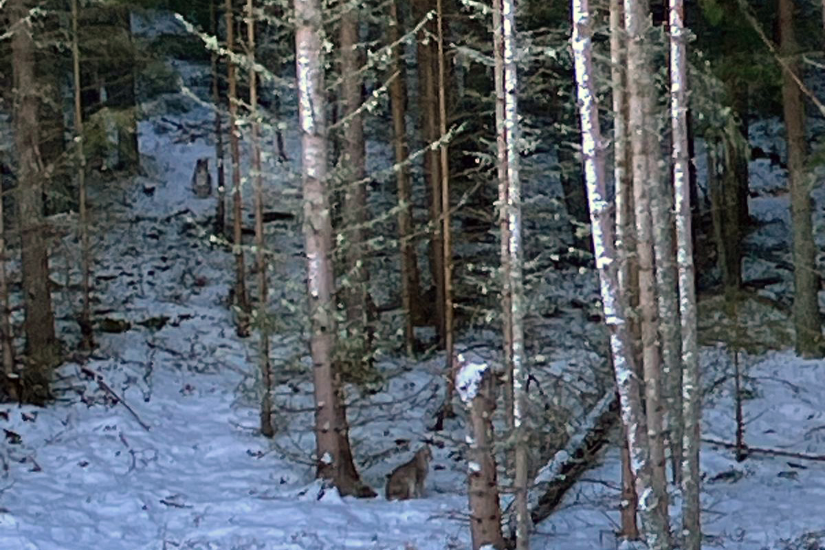 Photo of the two illegally release lynx into the Highlands IMAGE RZSS 2024