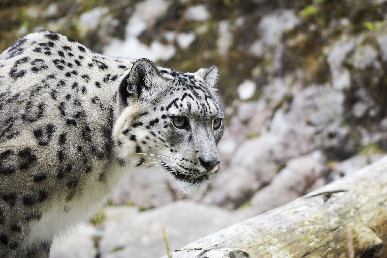 Female snow leopard Animesh IMAGE: Amy Middleton 2022