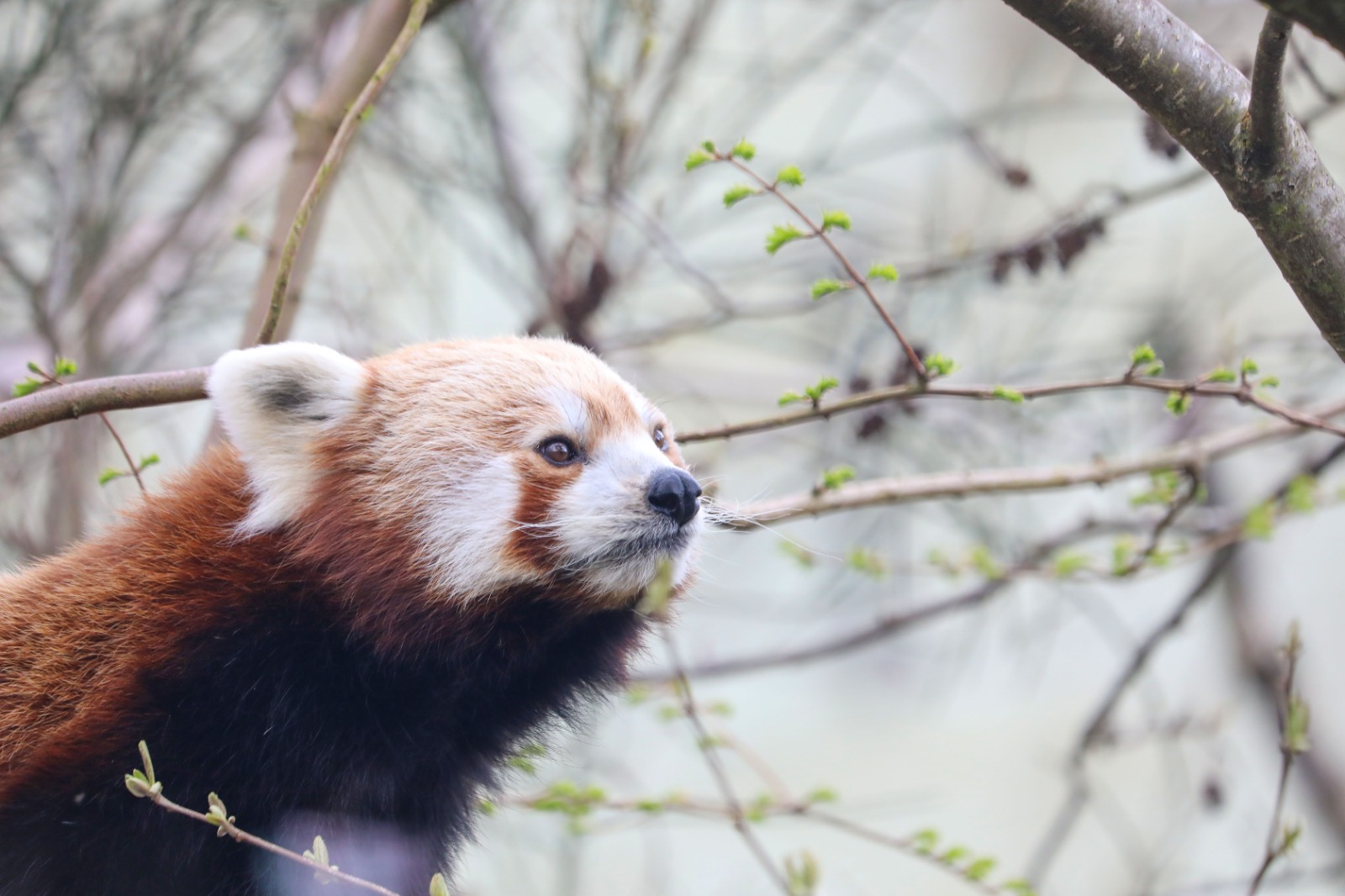 Kevyn the red panda