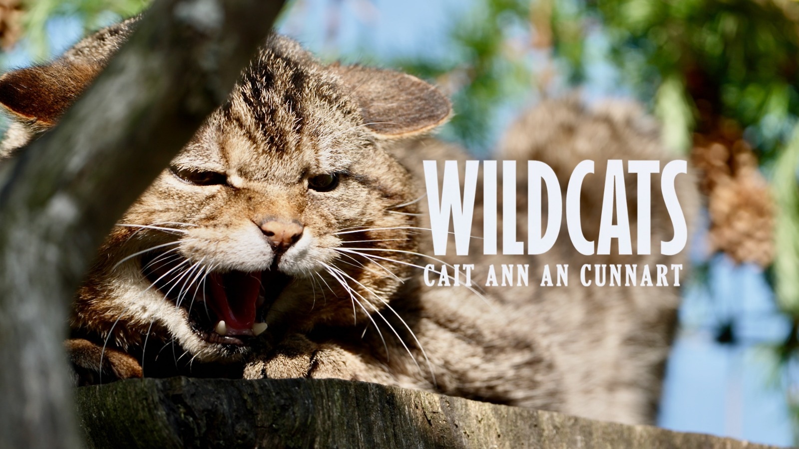 Title screen for Wildcats Cait An Cunnart IMAGE RZSS 2024