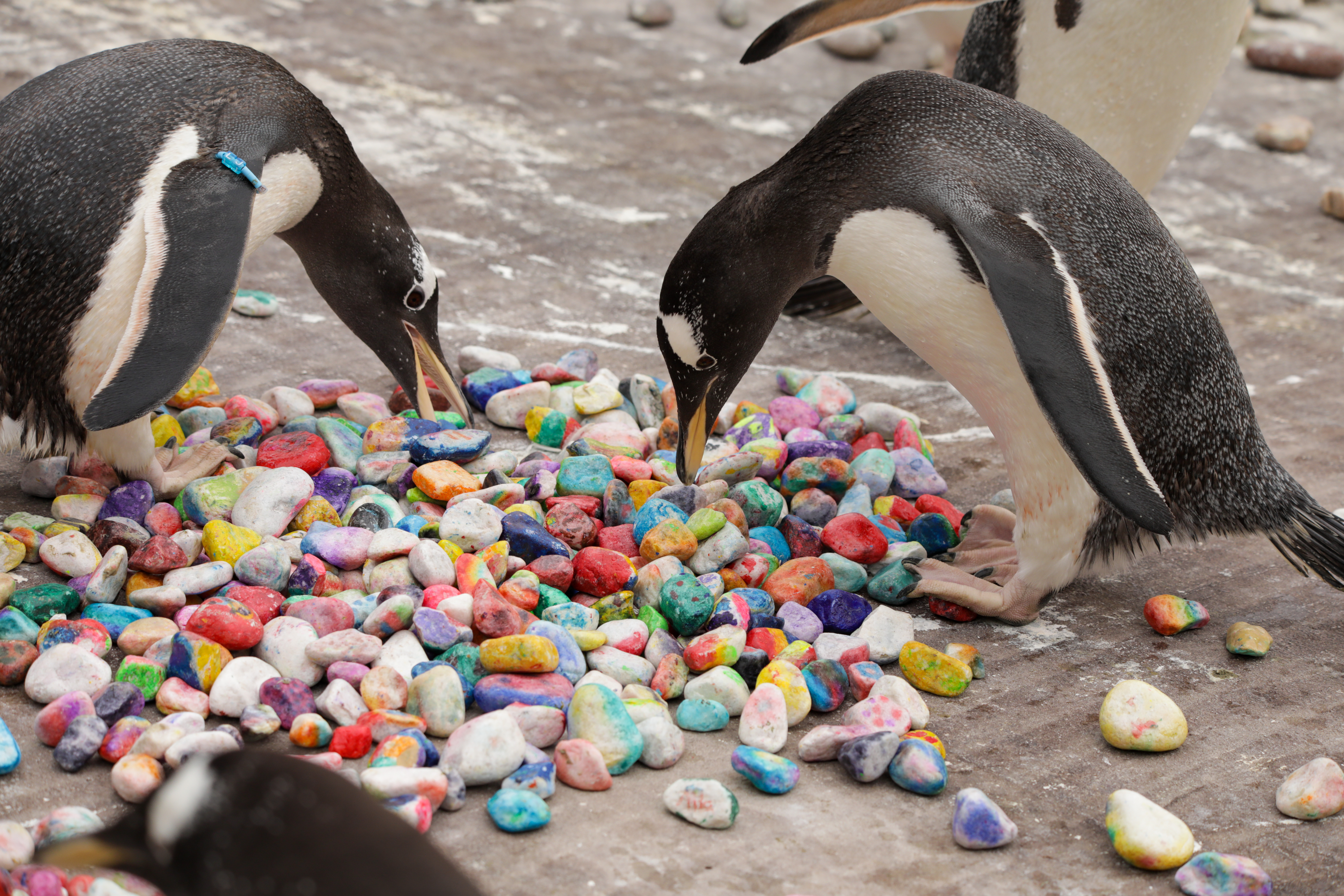 Two gentoo penguins eyeing up some freshly laid out painted pebbles IMAGE Rhiordan Langan-Fortune 2025