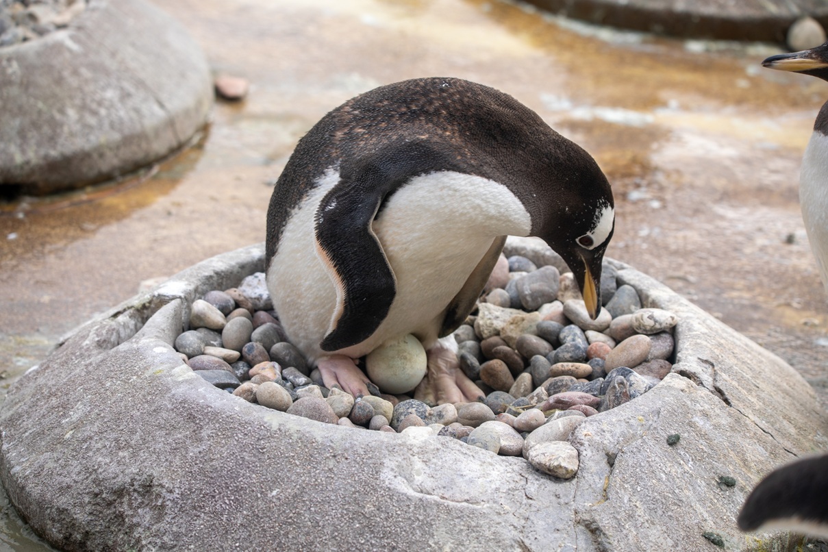 A gentoo penguin looking after their egg IMAGE Olivia Torley 2026