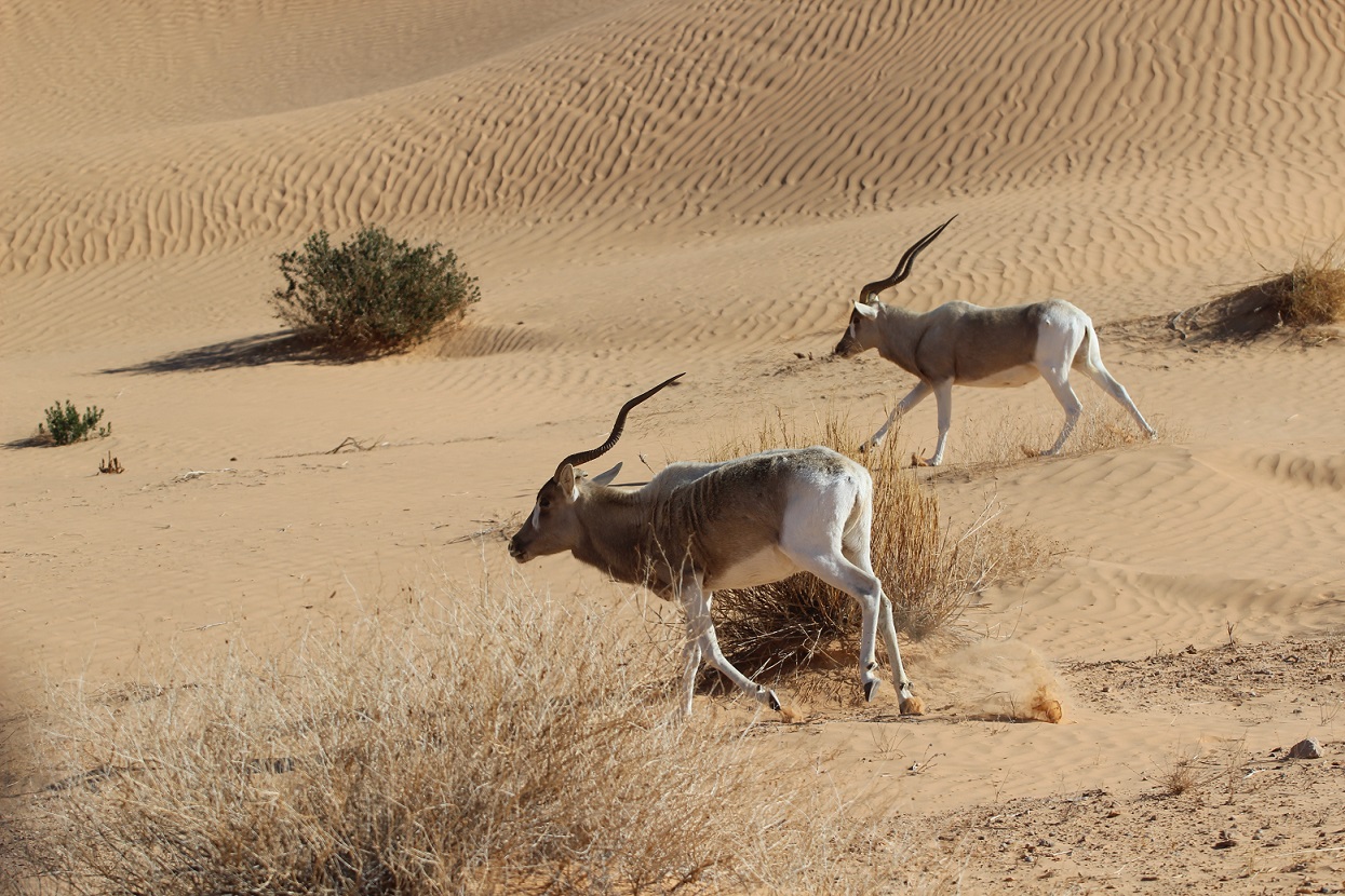 Addax in the desert IMAGE: Marie Petretto 2023