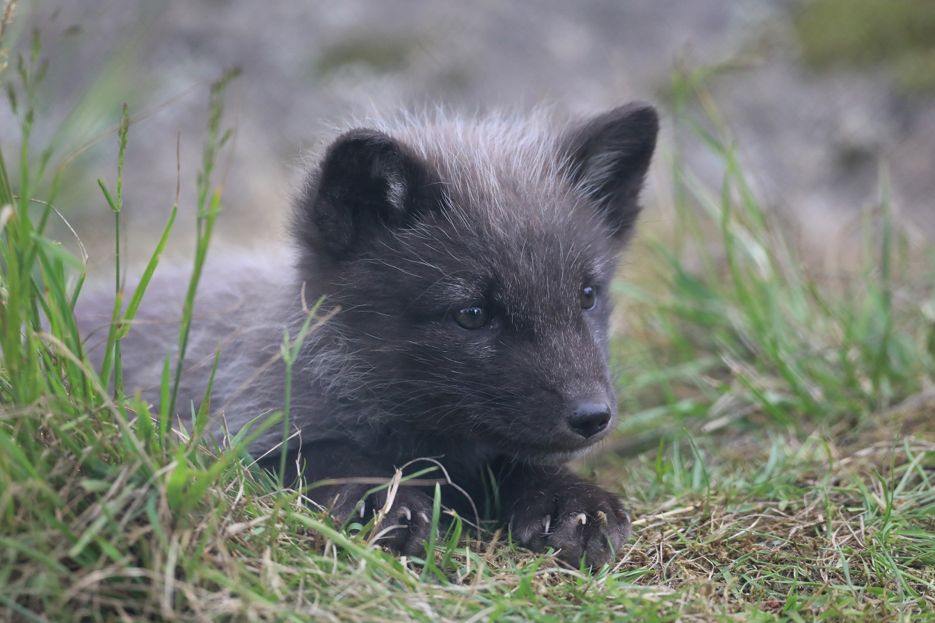 Five Arctic fox cubs born at Highland Wildlife Park | RZSS