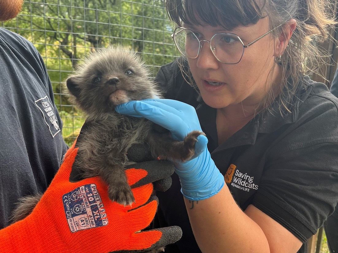 Arctic fox cub health check by vet team

Image Amy Middleton 2023