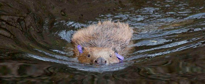 Beaver in the wild IMAGE: Sian Addison 2018