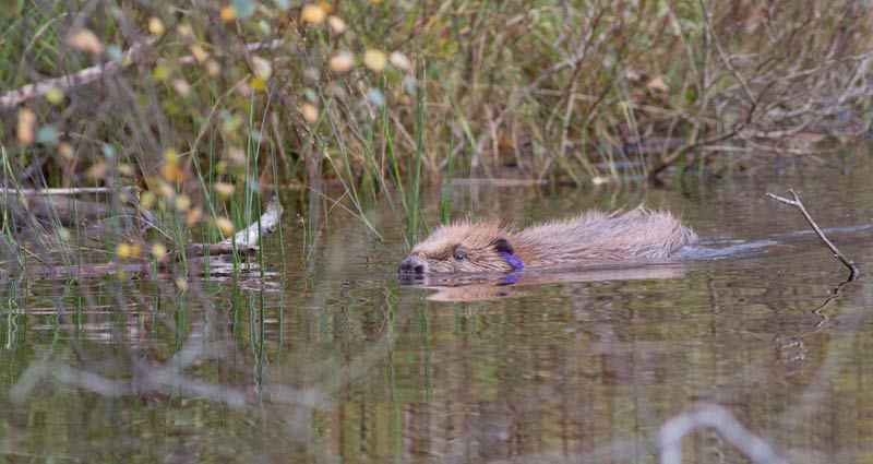 Beaver swimming in the wild IMAGE: Sian Addison 2018