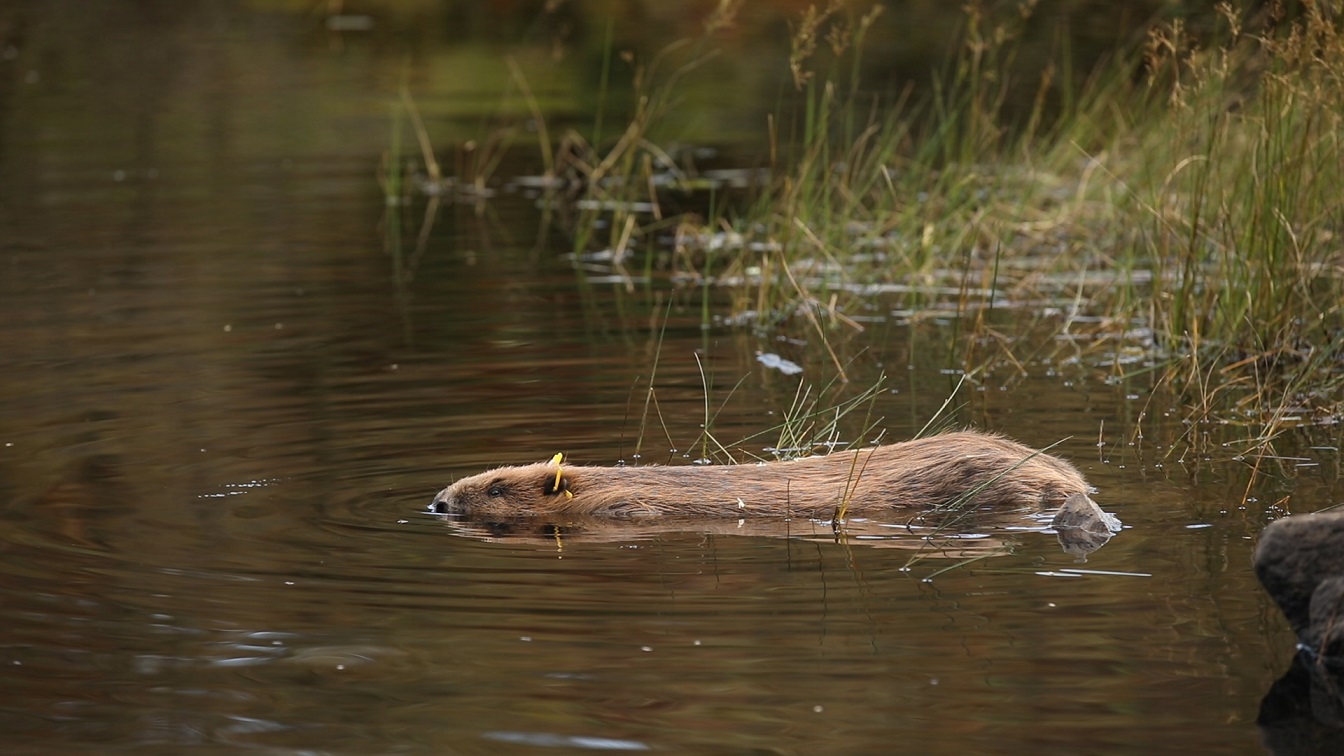 Beaver swimming in the wild IMAGE: Sian Addison 2018