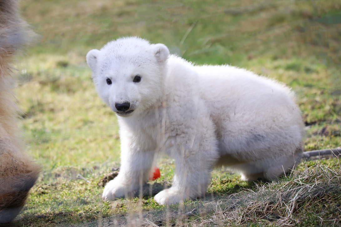 Brodie polar bear cub outside for the first time

IMAGE Laura Moore 2022