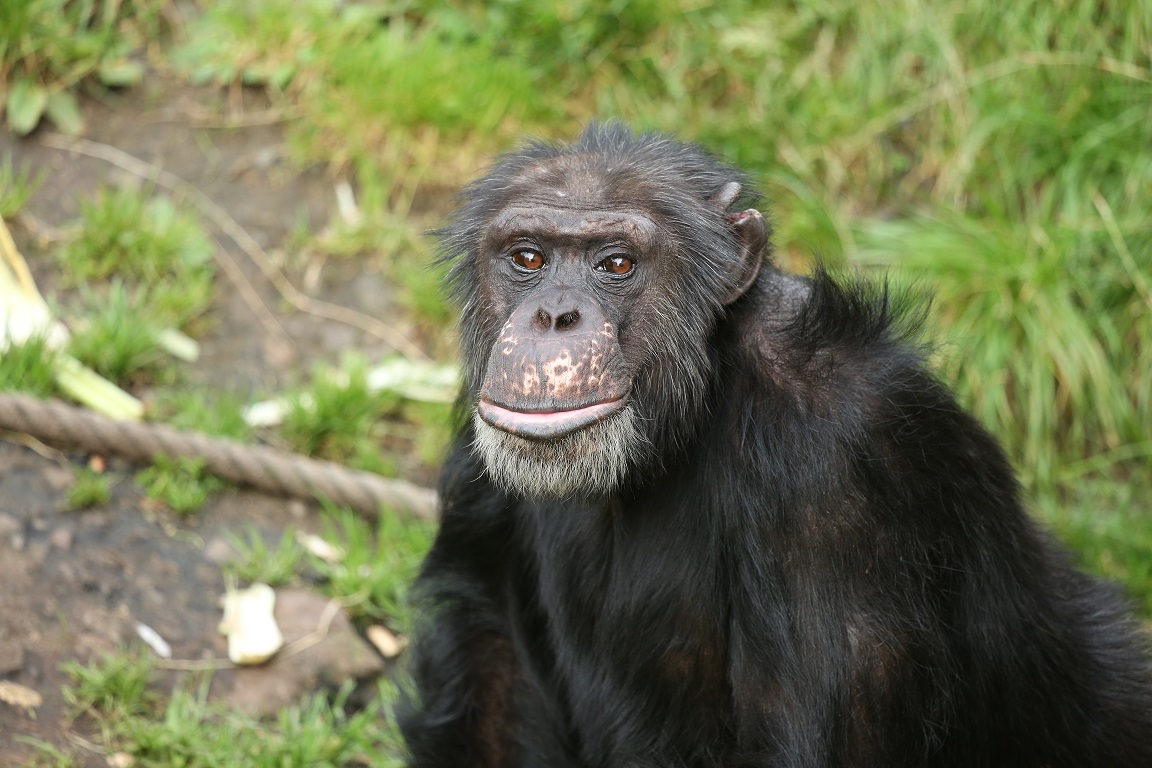 Chimpanzee Paul looking at camera IMAGE: Kate Grounds 2023