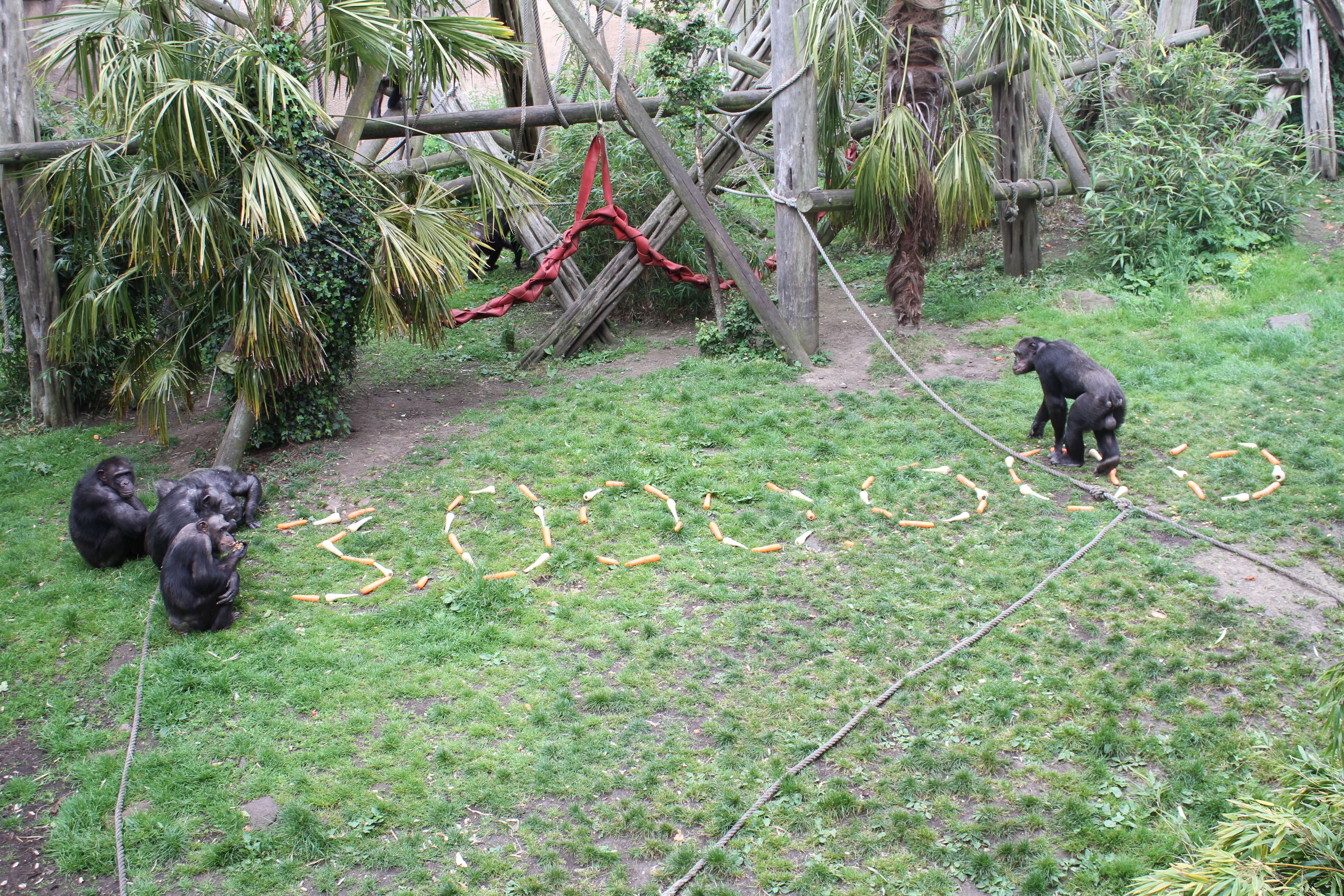 Chimpanzees at Budongo Trail enjoying enrichment that celebrates the £3 million funding milestone from the People's Postcode Lottery IMAGE: Amy Middleton 2022