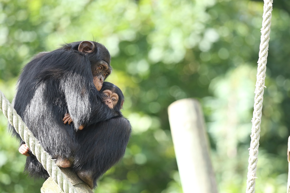 Chimpanzees Velu and Masindi cuddling IMAGE: Laura Moore 2023