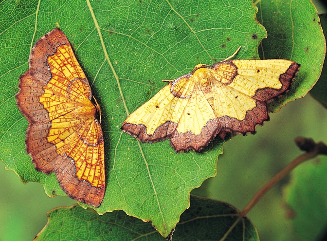 Two dark bordered beauty moths on a leaf IMAGE: Genevieve Thompkins 2022