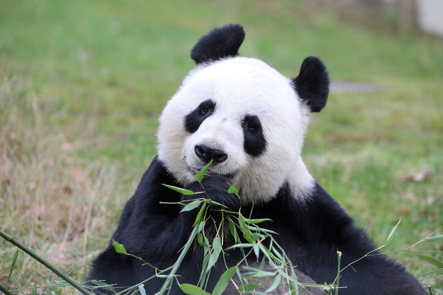Giant panda Tian Tian looking at camera [eye contact] IMAGE: Amy Middleton 2023