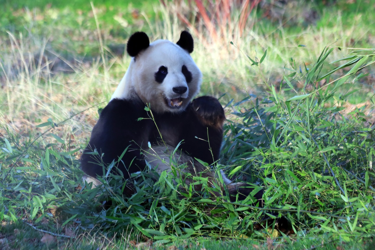 Giant panda Yang Guang eating bamboo IMAGE: Amy Middleton 2023