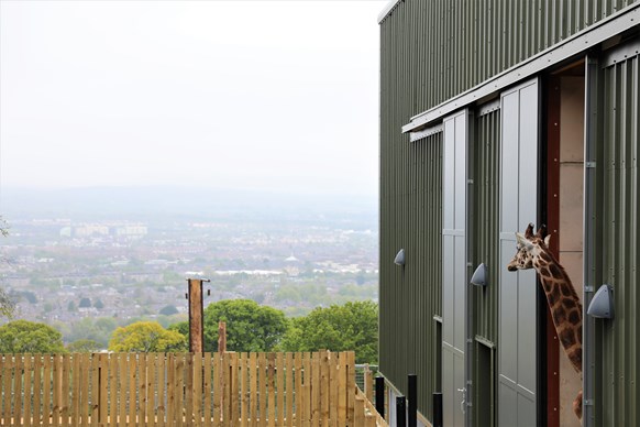 Giraffe looking out of giraffe house IMAGE: Laura Moore 2020