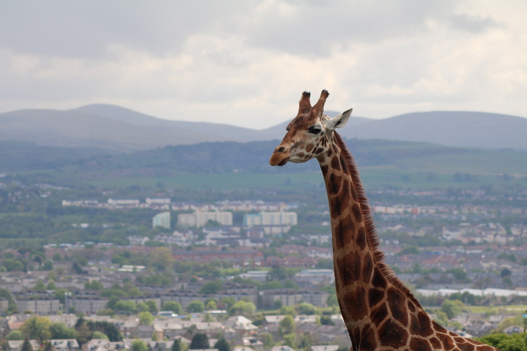 Giraffe looking to the left IMAGE: Laura Moore 2020