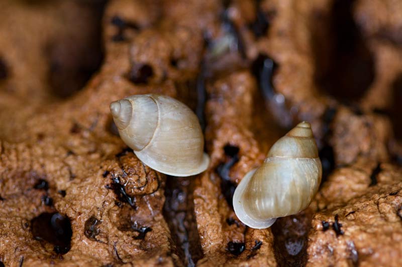 Partula snails on a log IMAGE: Laura Moore 2020