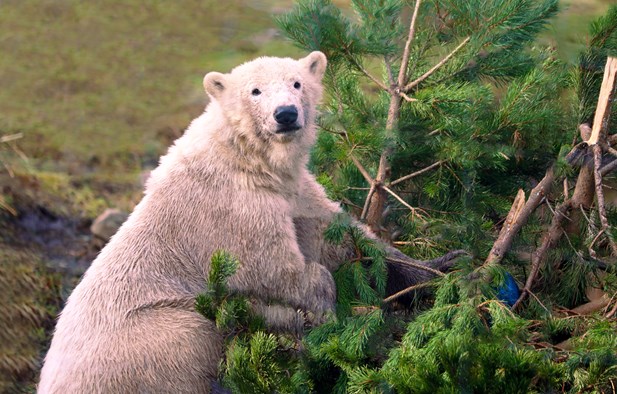Polar bear Brodie playing with a tree and looking at the camera [eye contact] IMAGE: Amy Middleton 2023