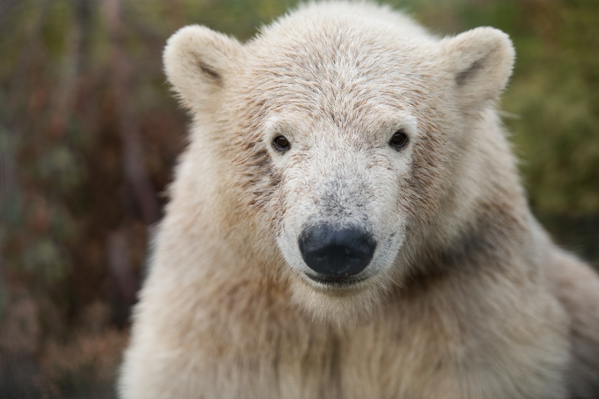 Polar bear Hamish looking at the camera [eye contact] IMAGE: Laura Moore 2019