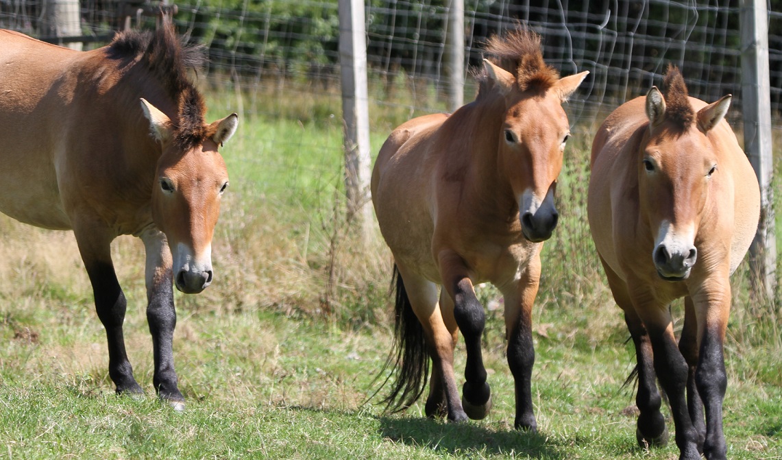 Three Przewalski's horses in a field walking IMAGE: Allie McGregor 2023