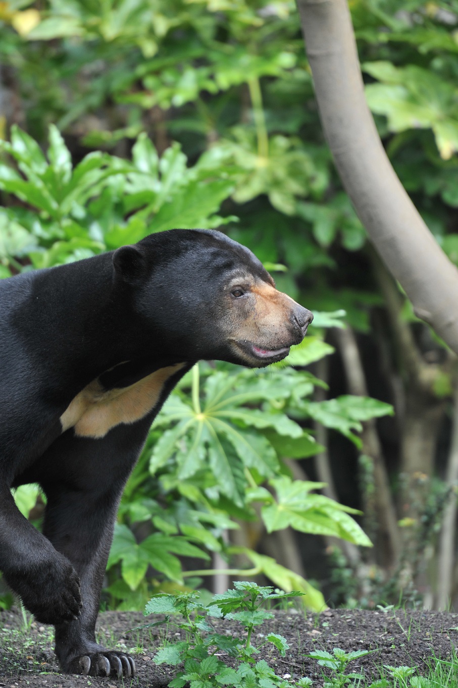 Sun bear Rotana looking to the right IMAGE: Amy Middleton 2023