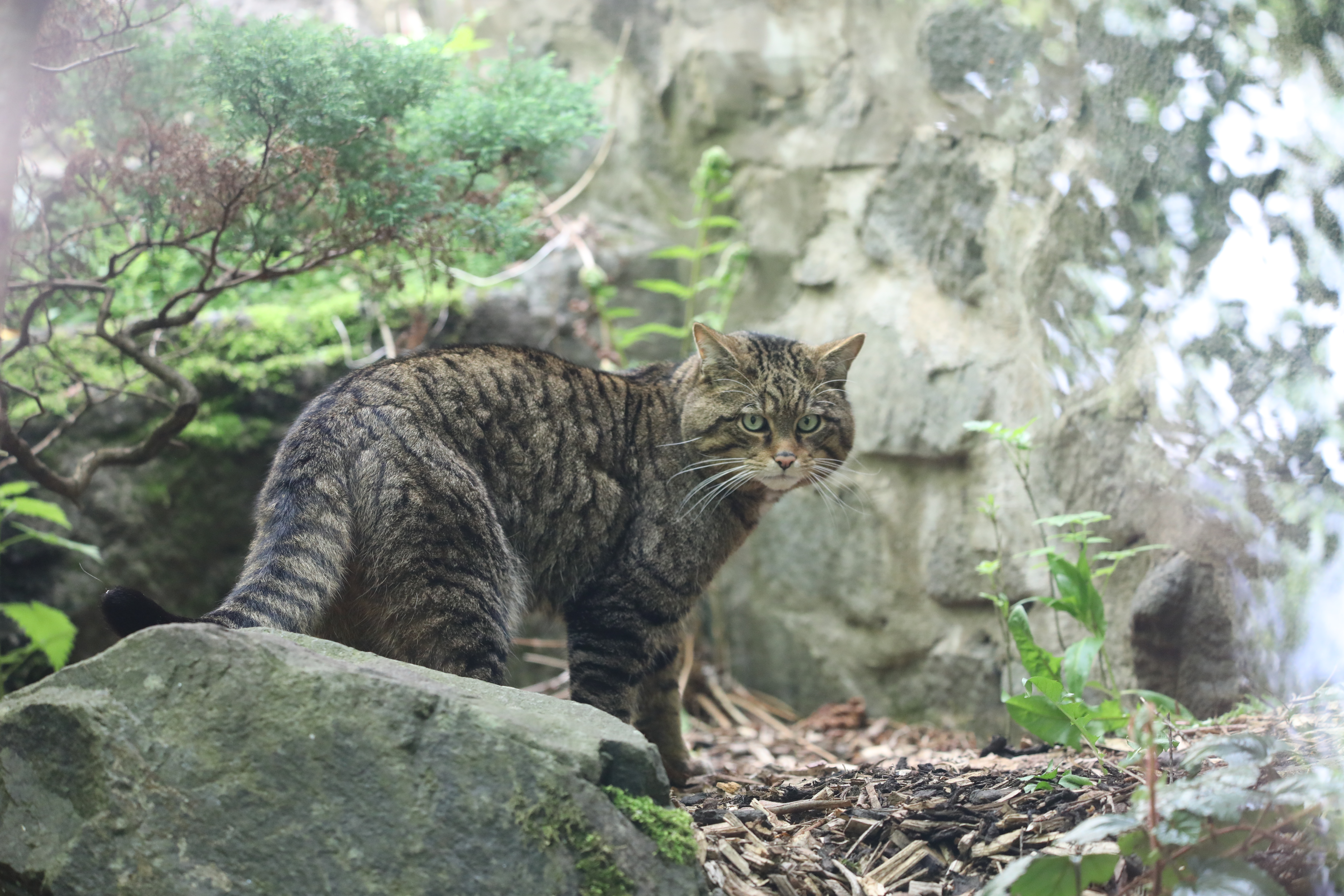 A Scottish wildcat looking towards the camera from their enclosure at Edinburgh Zoo IMAGE: Amy Middleton 2022