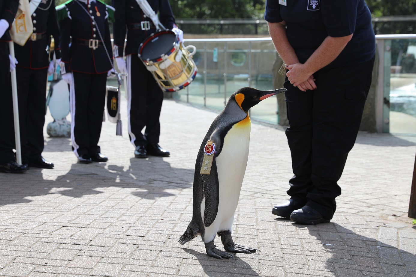 King penguin Sir Nils getting promoted by the Norwegian King's Guard IMAGE: Rhiordan Langan-Fortune 2023