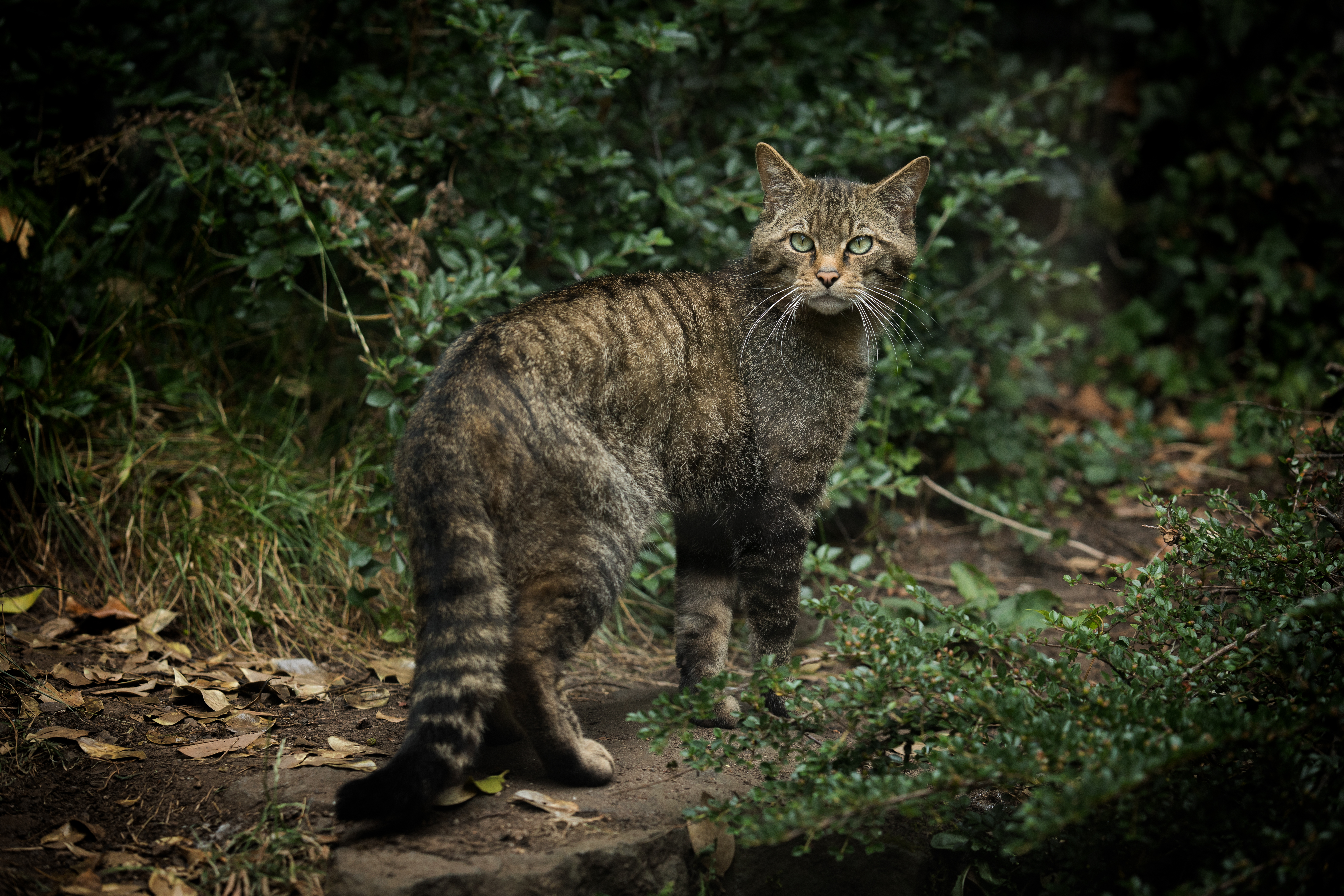 A wildcat in a wooded area looking into the camera IMAGE: RZSS 2018