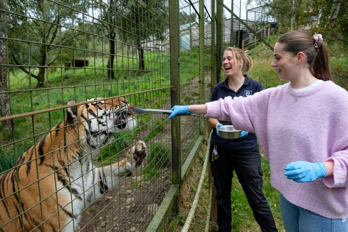 Highland Wildlife Park keeper experience with Amur tiger IMAGE: Robin Mair 2024