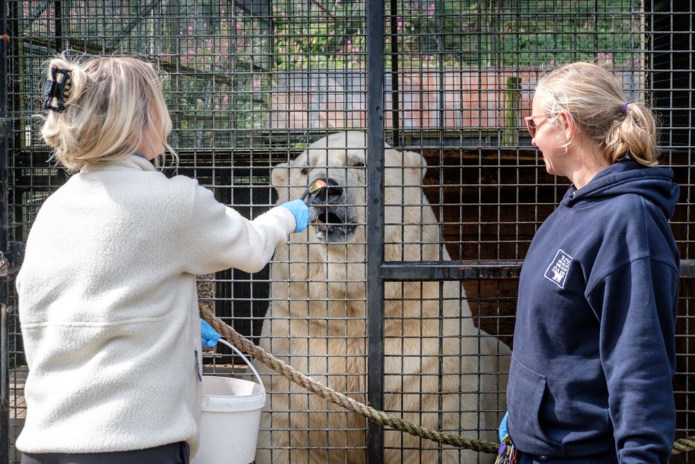 Polar bear experience IMAGE: Robin Mair 2024