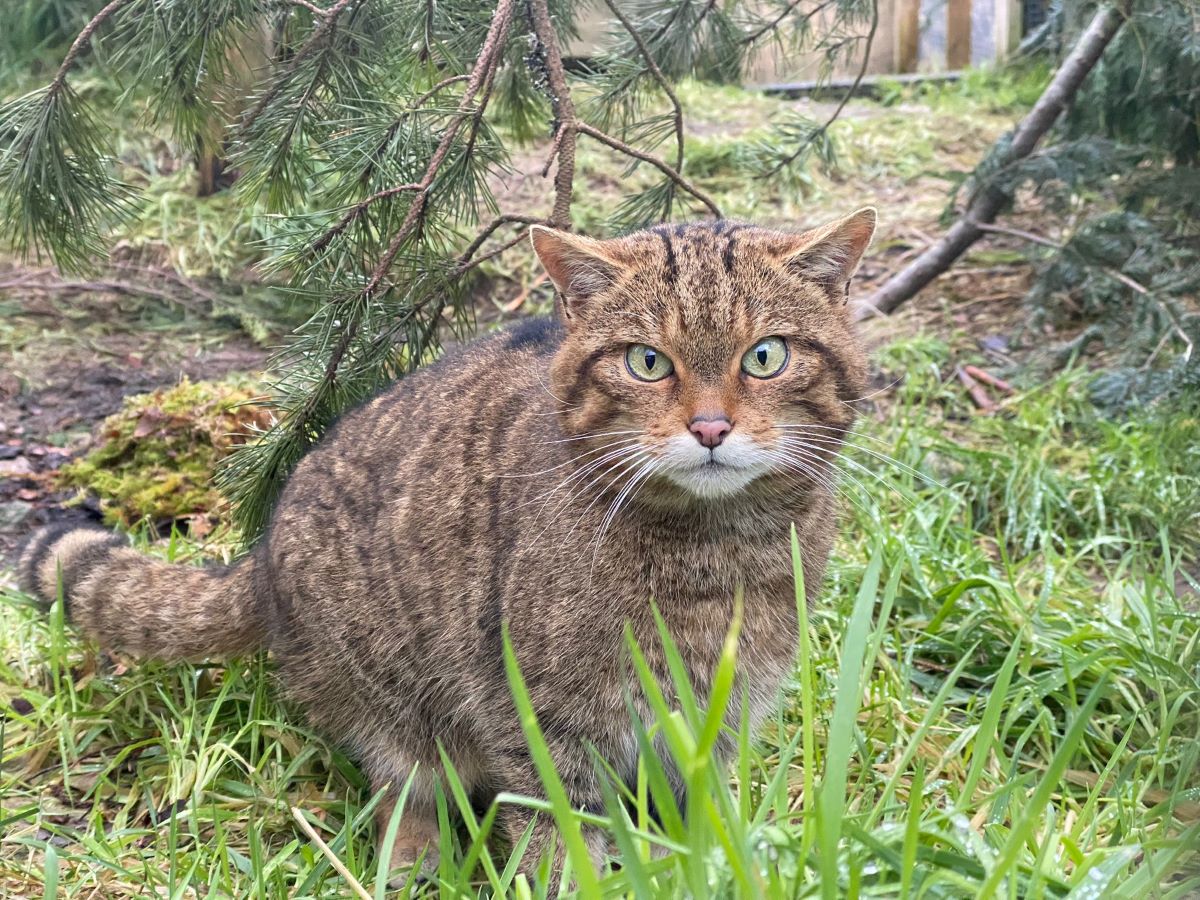 Wildcat CBFR Margaret IMAGE: Conservation 2024