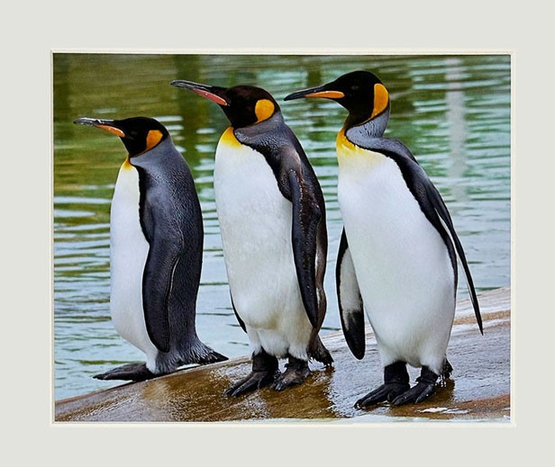 three king penguins on a mounted print IMAGE: Peter Beattie