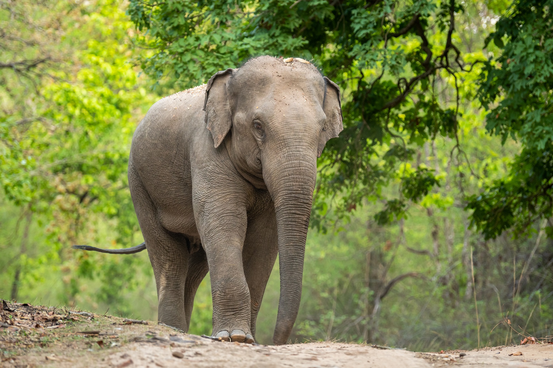 Asian elephant in woods

IMAGE: sourabh