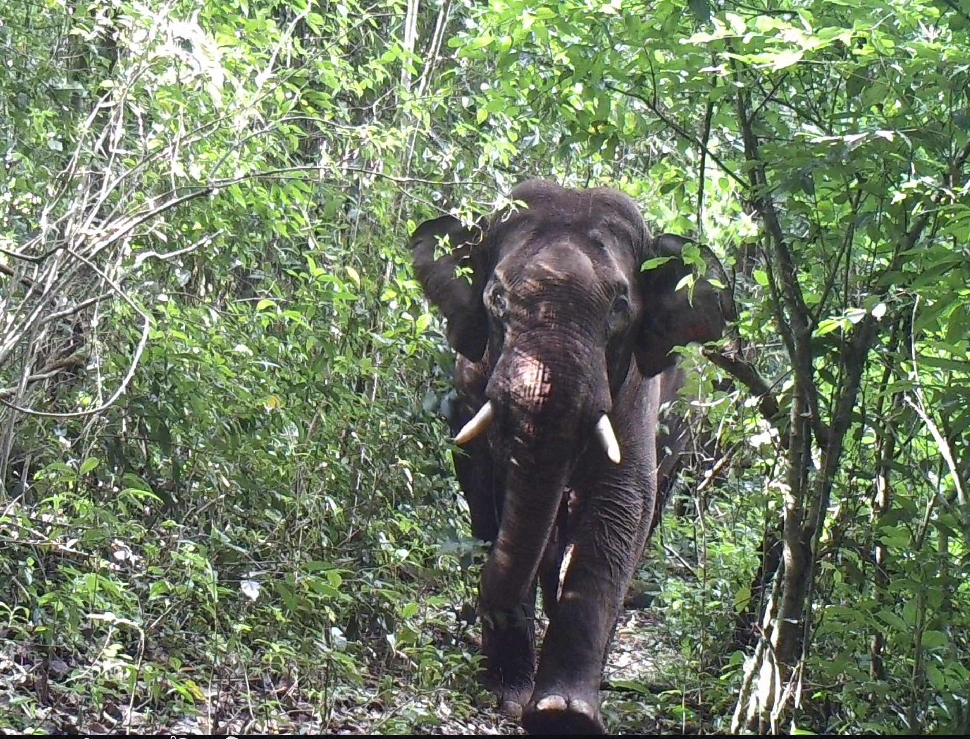 Asian elephant 

IMAGE: Wildlife Mynamar