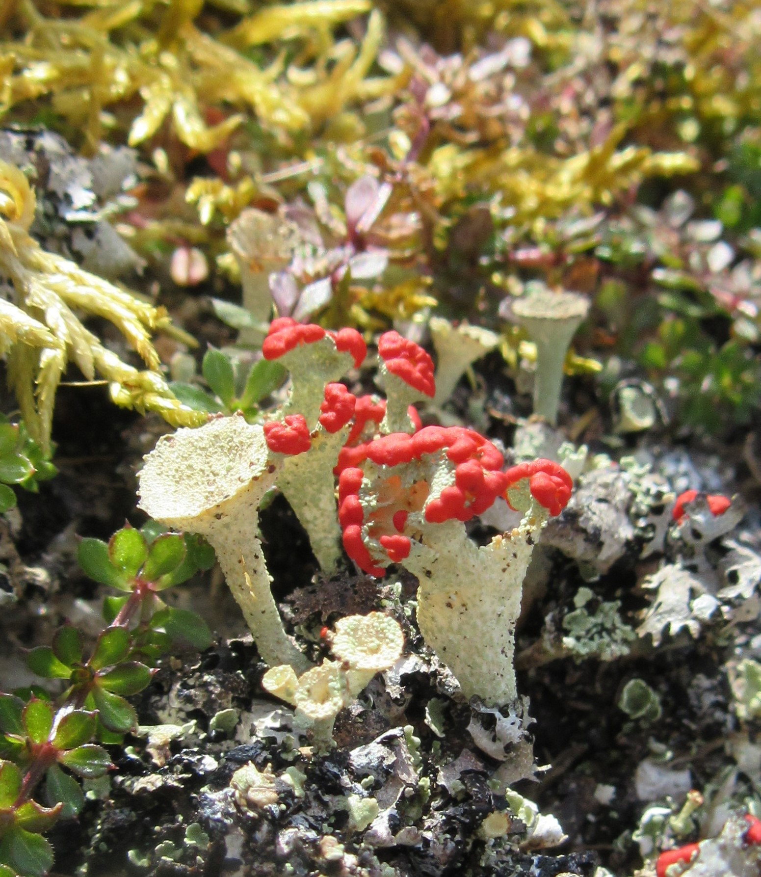 cladonia diversa at HWP IMAGE RZSS 2024