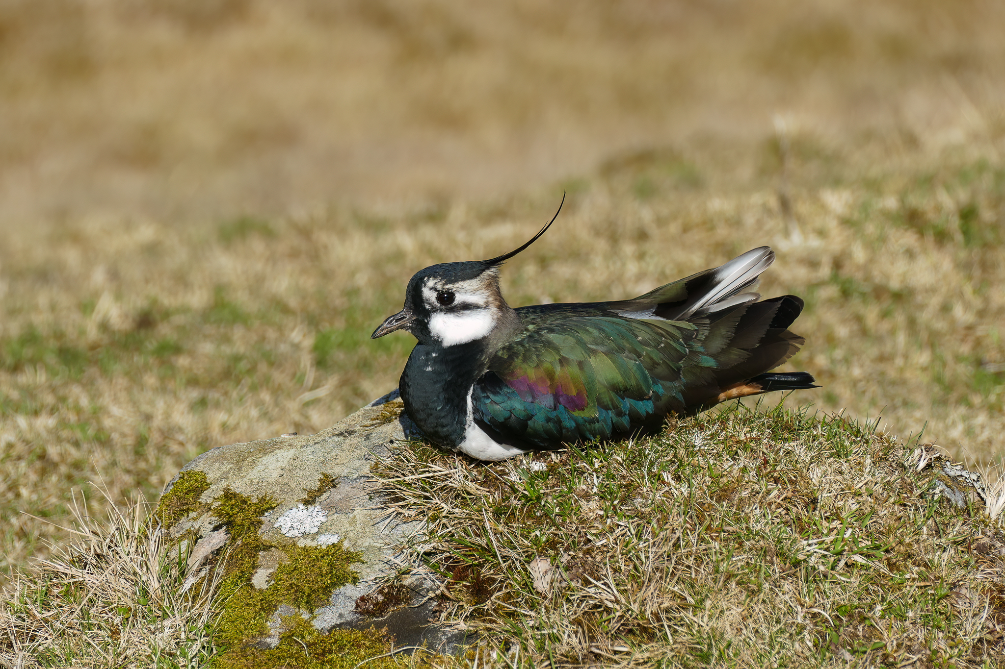 A lapwing lying down at HWP IMAGE RZSS 2024