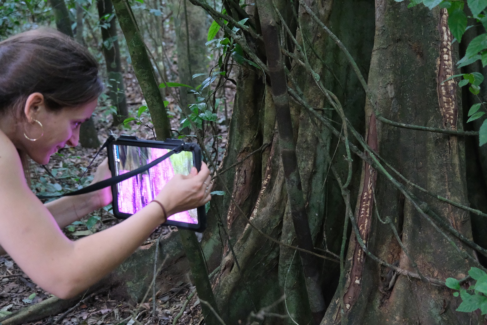 3D scanning chimpanzee bite marks on a Ficus exasperata tree