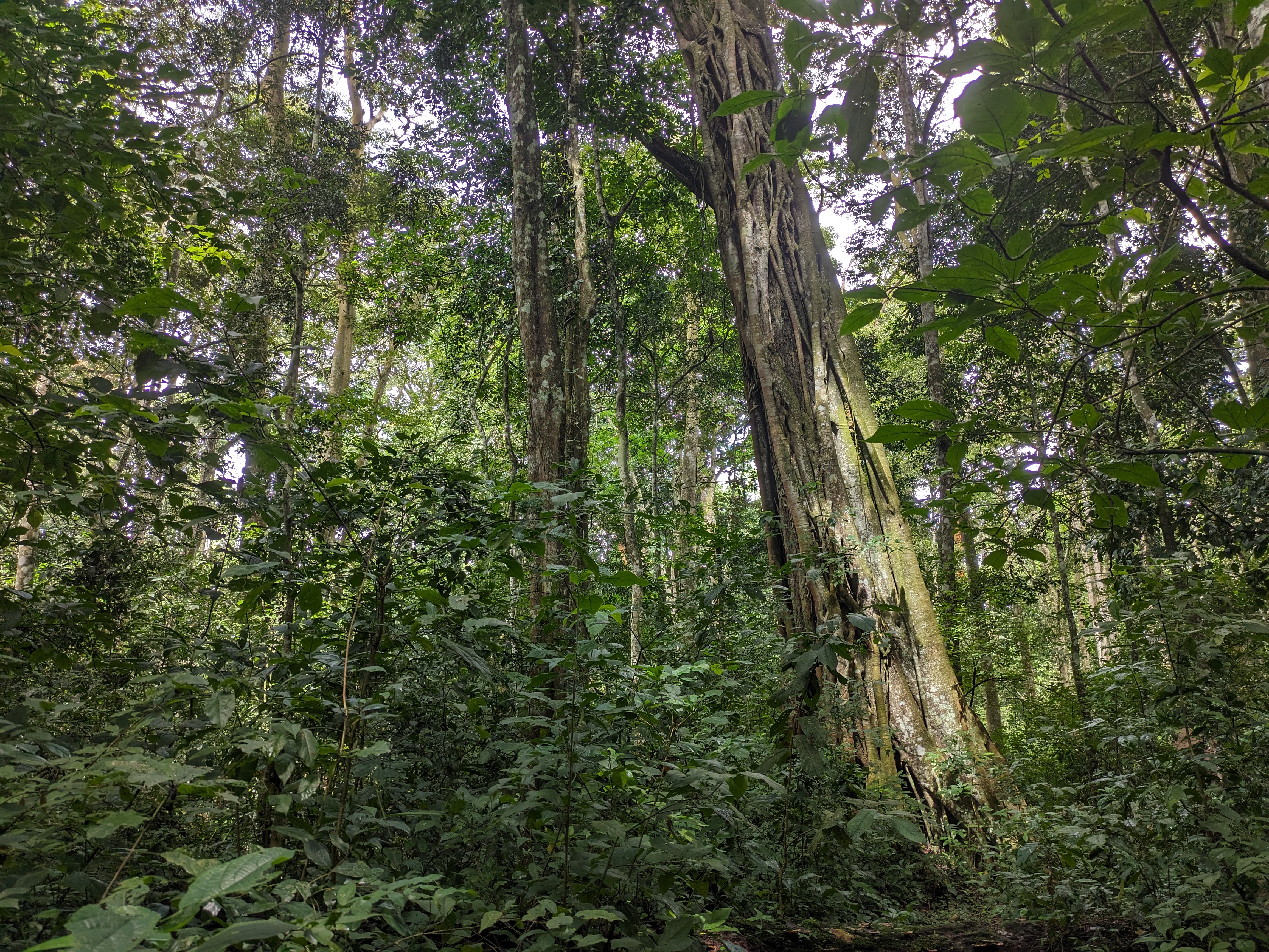 Budongo forest IMAGE Laura Daniels 2024