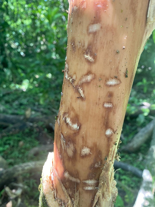 Chimpanzee bite marks on a Syzygium guineense tree IMAGE 2025 Elodie Freymann