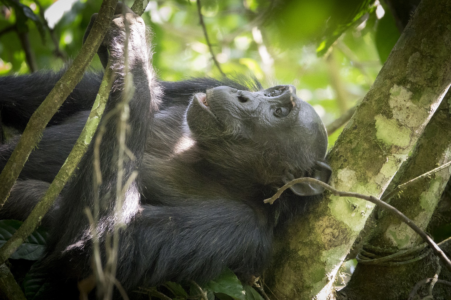 Chimpanzee in Budongo forest Uganda

IMAGE: JP 2017