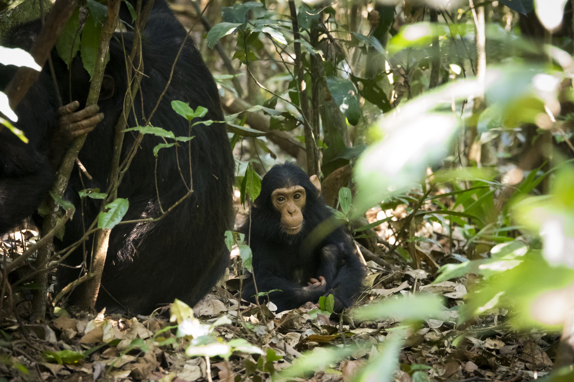 Chimpanzee in Budongo forest Uganda

IMAGE: JP 2017