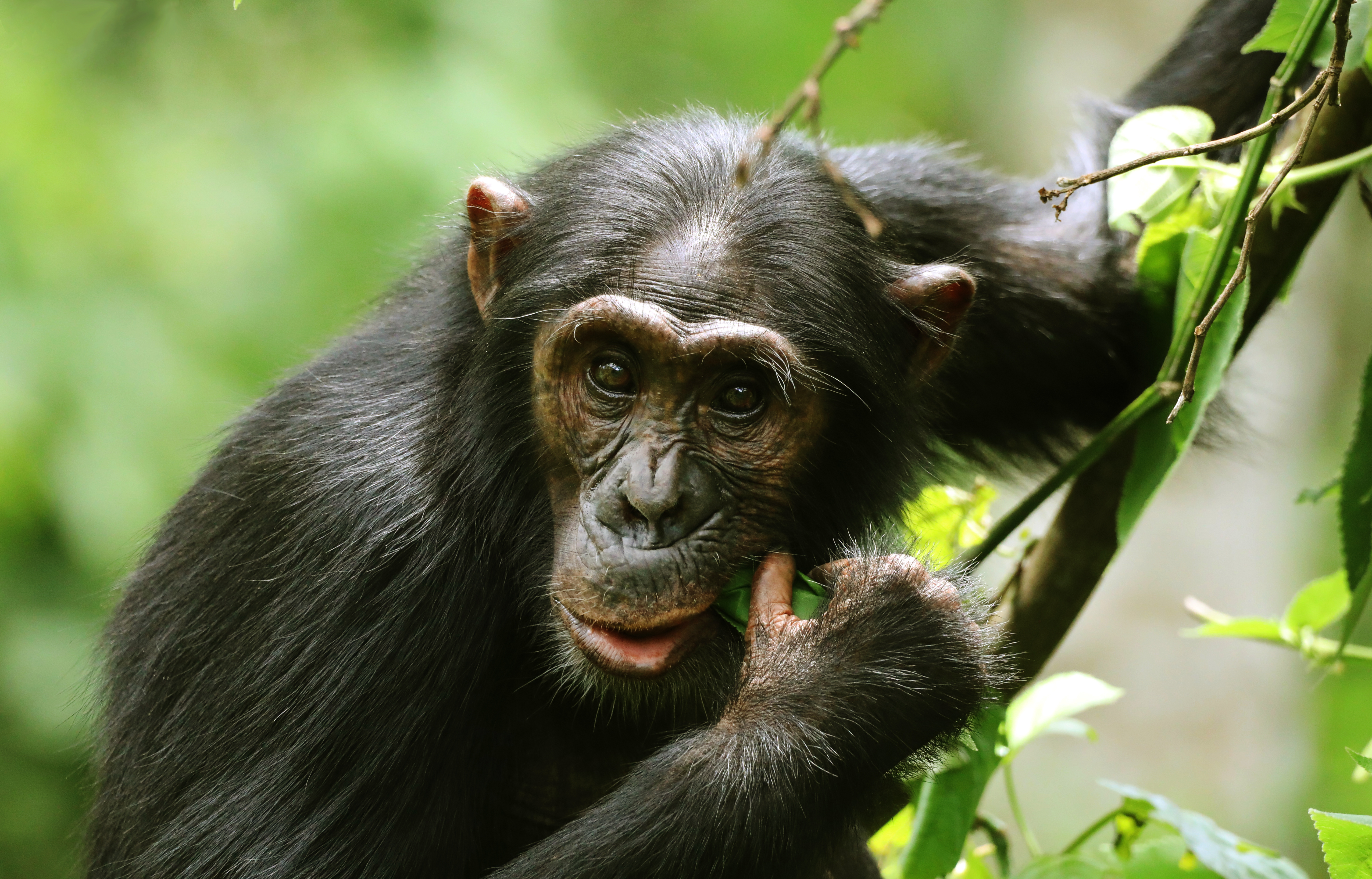 Liz the chimp IMAGE Laura Daniels 2024
