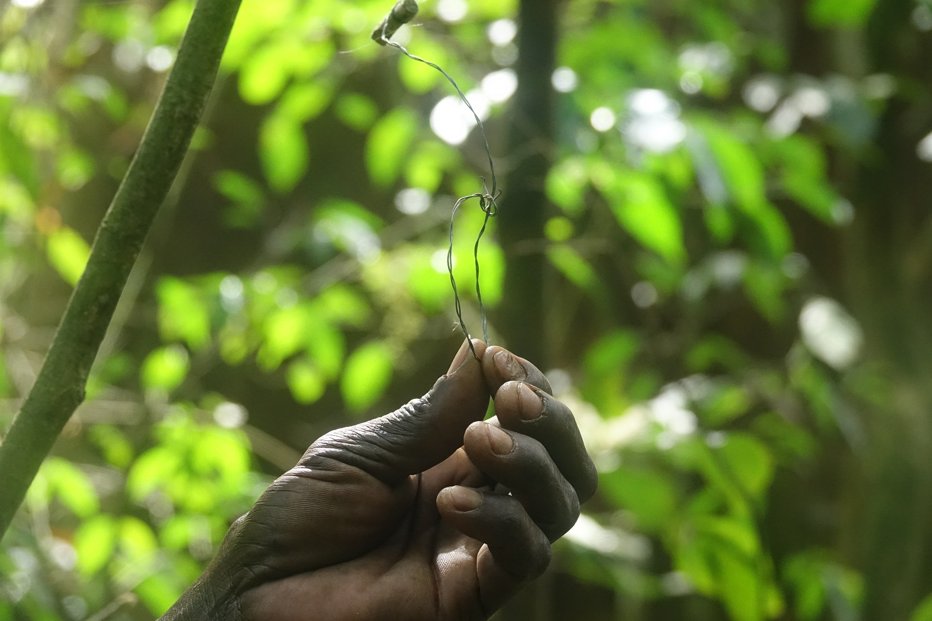 Snare wire in the Budongo Forest 

IMAGE: JP 